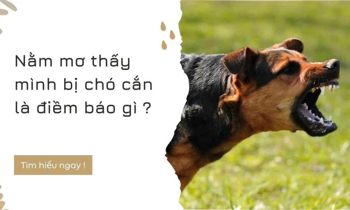 Mơ Thấy Chó Đuổi Cắn Báo Hiệu Cho Điềm Lành Hay Dữ
