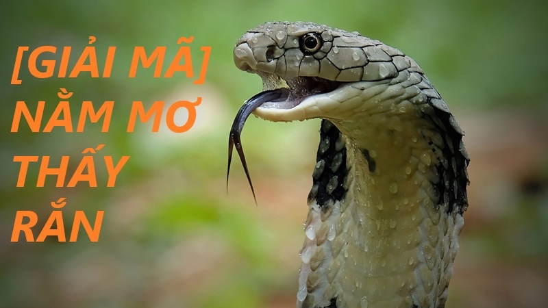 Mơ Thấy Rắn Báo Hiệu Điều Gì Con Số May Mắn Liên Quan