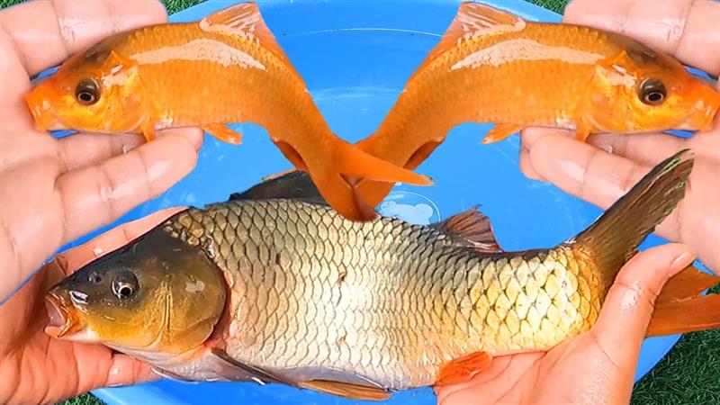 Mơ gặp cá chép vàng