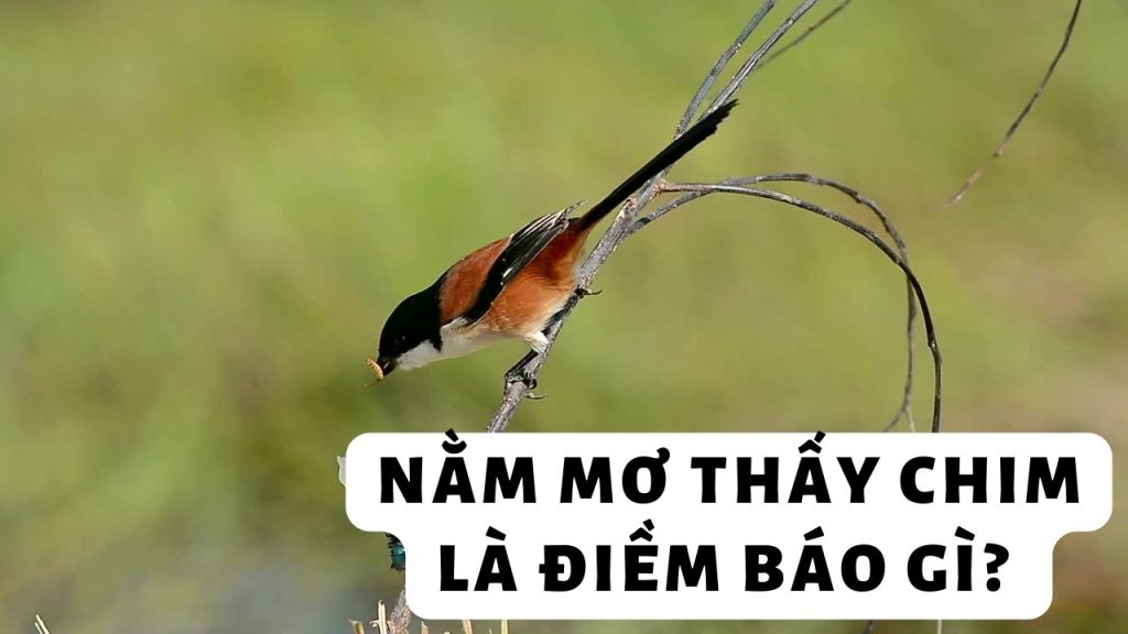 Nằm Mơ Thấy Chim Là Điềm Tốt Hay Xấu Và Báo Hiệu Điều Gì