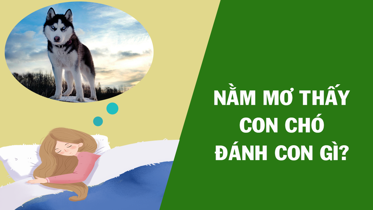Nằm mơ thấy bị chó đuổi cắn nên đánh con số nào?