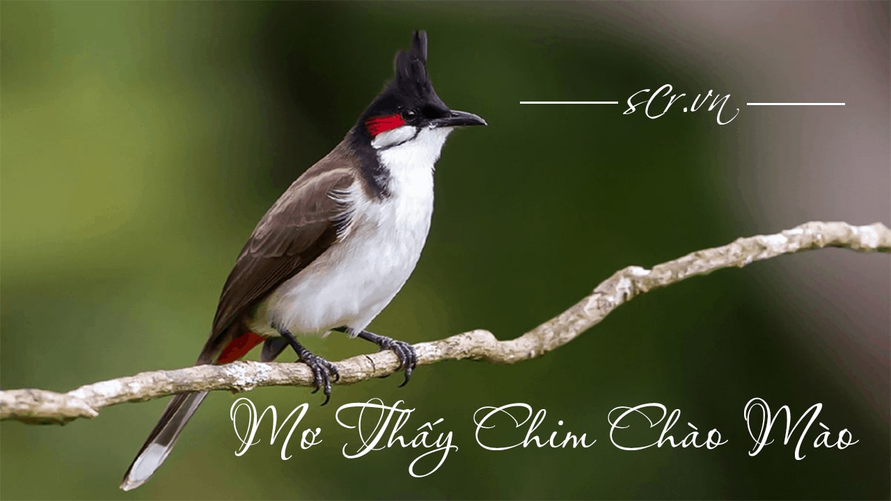 Nằm mơ thấy chim đánh số mấy dễ trúng nhất