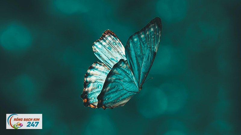 Mơ thấy bướm - Con vật của sự biến đổi Mơ thấy bướm - Con vật của sự biến đổi
