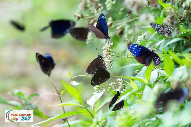 Mơ thấy bướm - Trang Chu mộng hồ điệp Mơ thấy bướm - Trang Chu mộng hồ điệp
