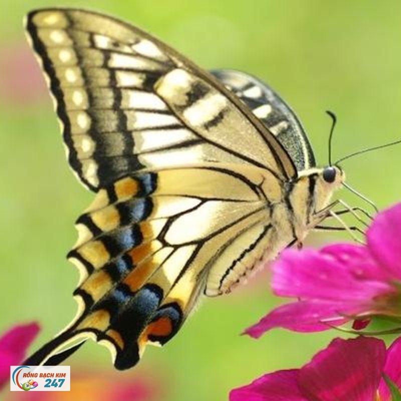 Mơ thấy bướm - Bộ não làm gì với hình ảnh đó khi bạn ngủ Mơ thấy bướm - Bộ não làm gì với hình ảnh đó khi bạn ngủ