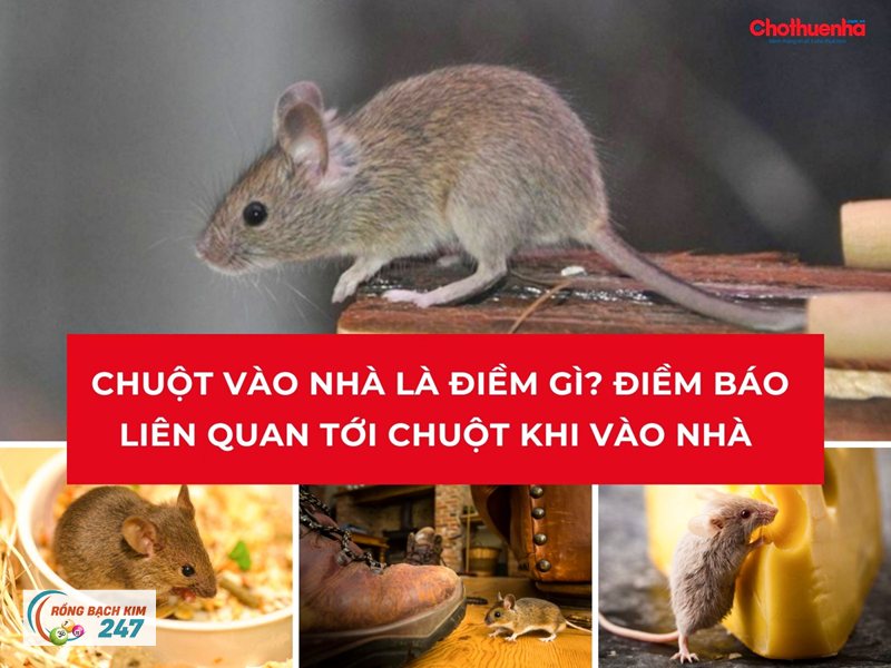 Mơ thấy chuột - Các tình huống thường gặp khi mơ thấy chuột
