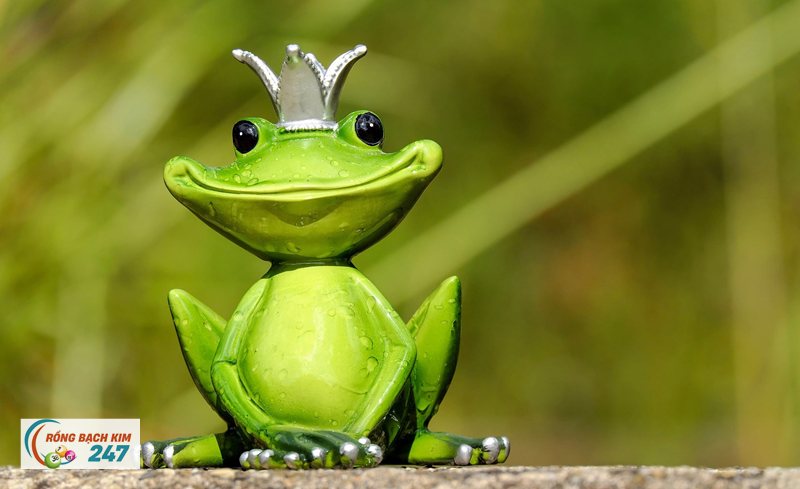 Mơ thấy ếch - Bóng dáng câu "ếch ngồi đáy giếng" Mơ thấy ếch - Bóng dáng câu "ếch ngồi đáy giếng"