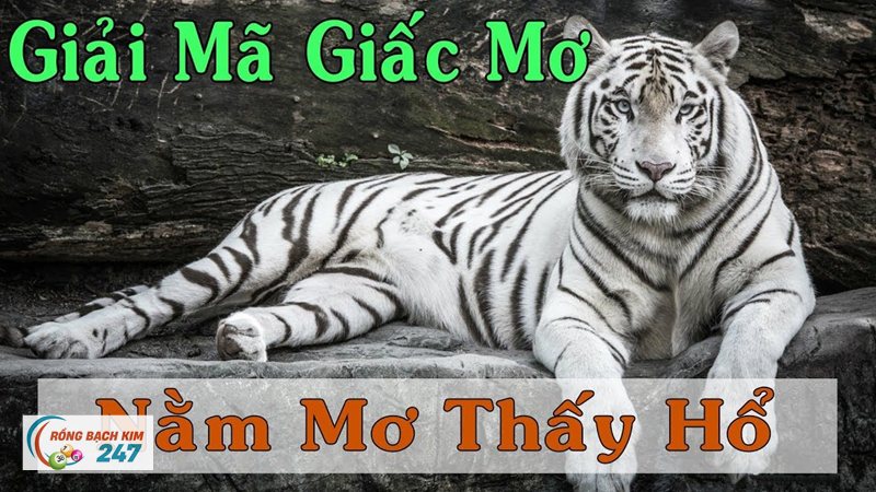 Mơ thấy hổ - Ông Ba Mươi và cách gọi kiêng nể Mơ thấy hổ - Ông Ba Mươi và cách gọi kiêng nể