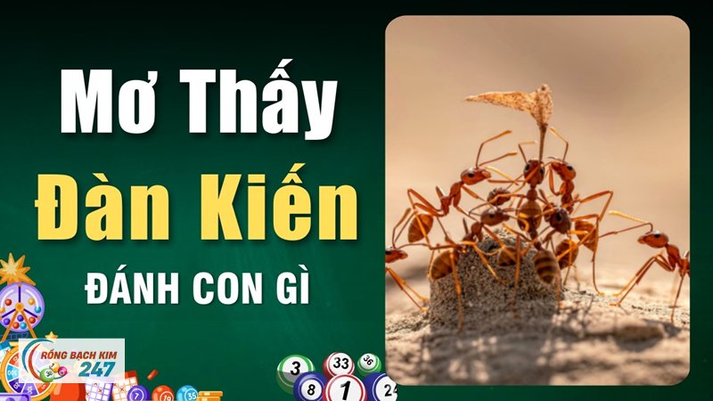 Mơ thấy kiến - "Kiến tha lâu đầy tổ" và cách người xưa nhìn con kiến