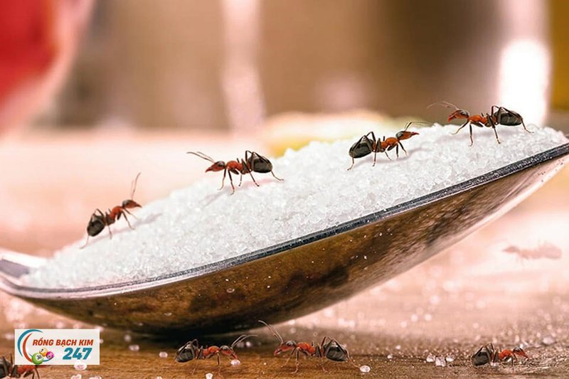 Mơ thấy kiến - Vì sao cảm giác ngứa lại xuất hiện rõ đến vậy