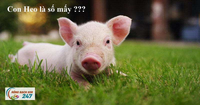 Mơ thấy lợn - Con lợn là thước đo của sự tích góp Mơ thấy lợn - Con lợn là thước đo của sự tích góp