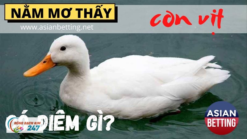 Mơ thấy vịt - Các biến thể thường gặp khi mơ thấy vịt Mơ thấy vịt - Các biến thể thường gặp khi mơ thấy vịt