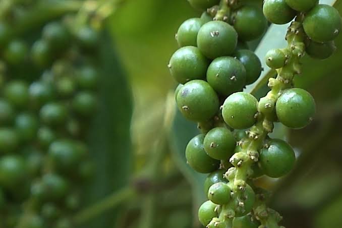 Chọn hạt tiêu cho căn bếp – tiêu đen, tiêu trắng hay tiêu xanh